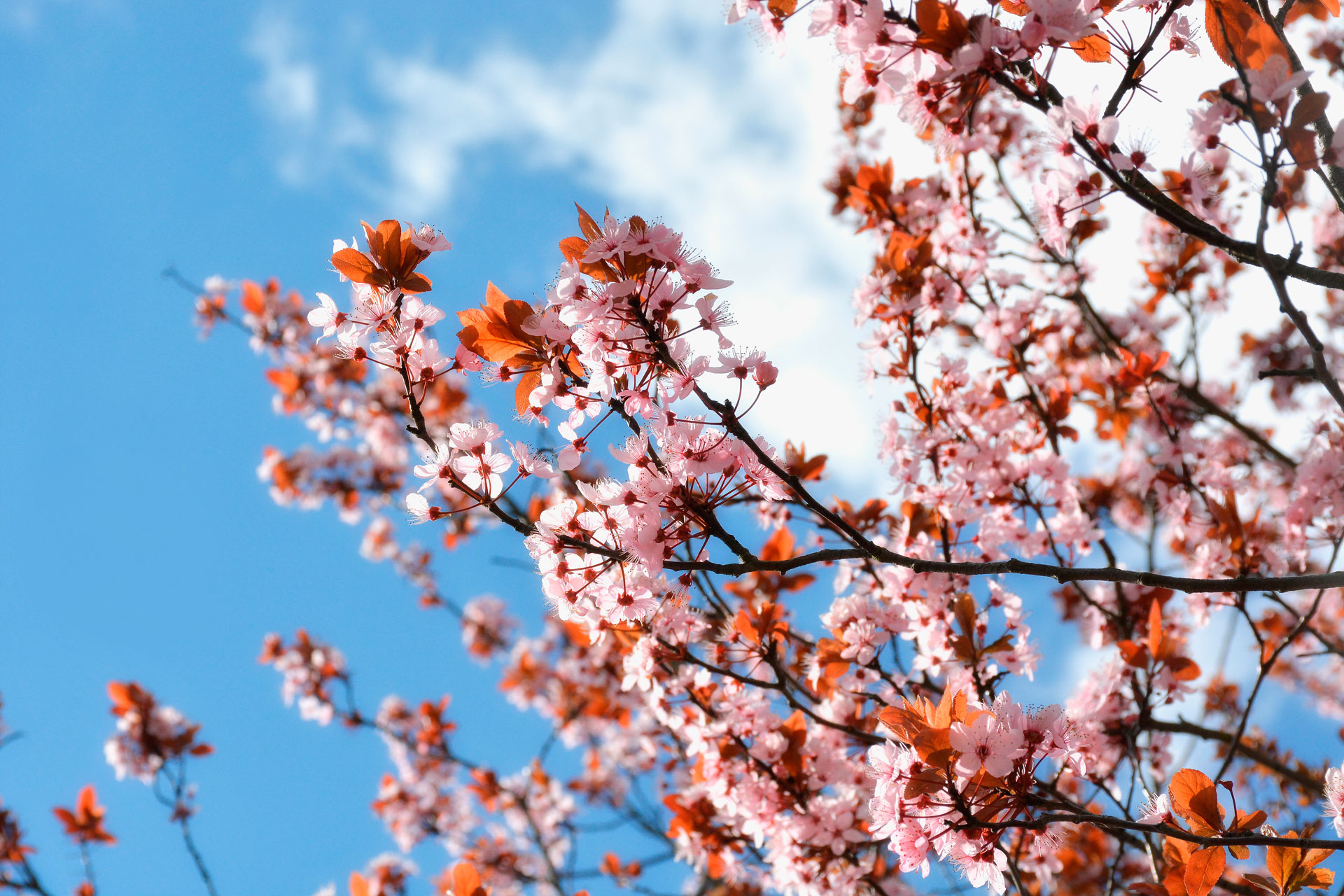 japanese-flowers-spring
