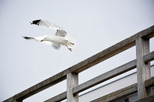 seagull takeoff wind sky